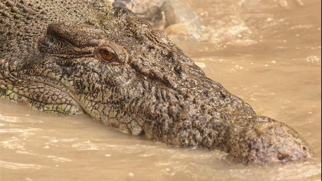 《国家地理》杂志探险家崔维‧佛洛斯特利用摄影机在澳洲北部捕捉到湾鳄的攻击行动