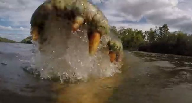 《国家地理》杂志探险家崔维‧佛洛斯特利用摄影机在澳洲北部捕捉到湾鳄的攻击行动