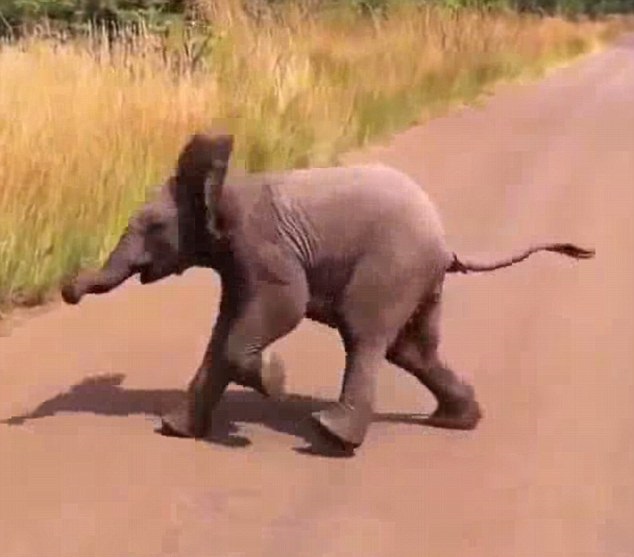 见对方不为所动,小象败兴而归。