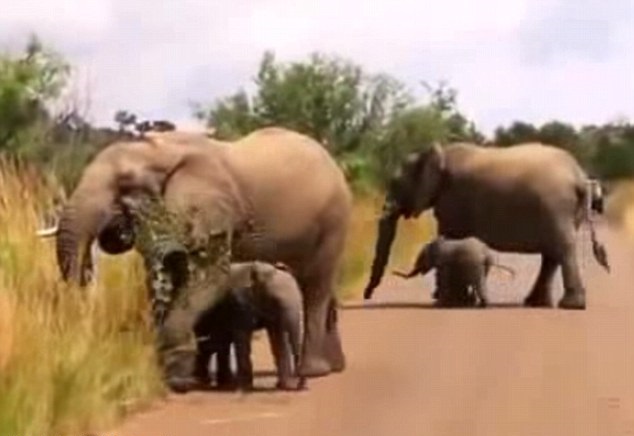 小象返回妈妈身边,寻求慰借。