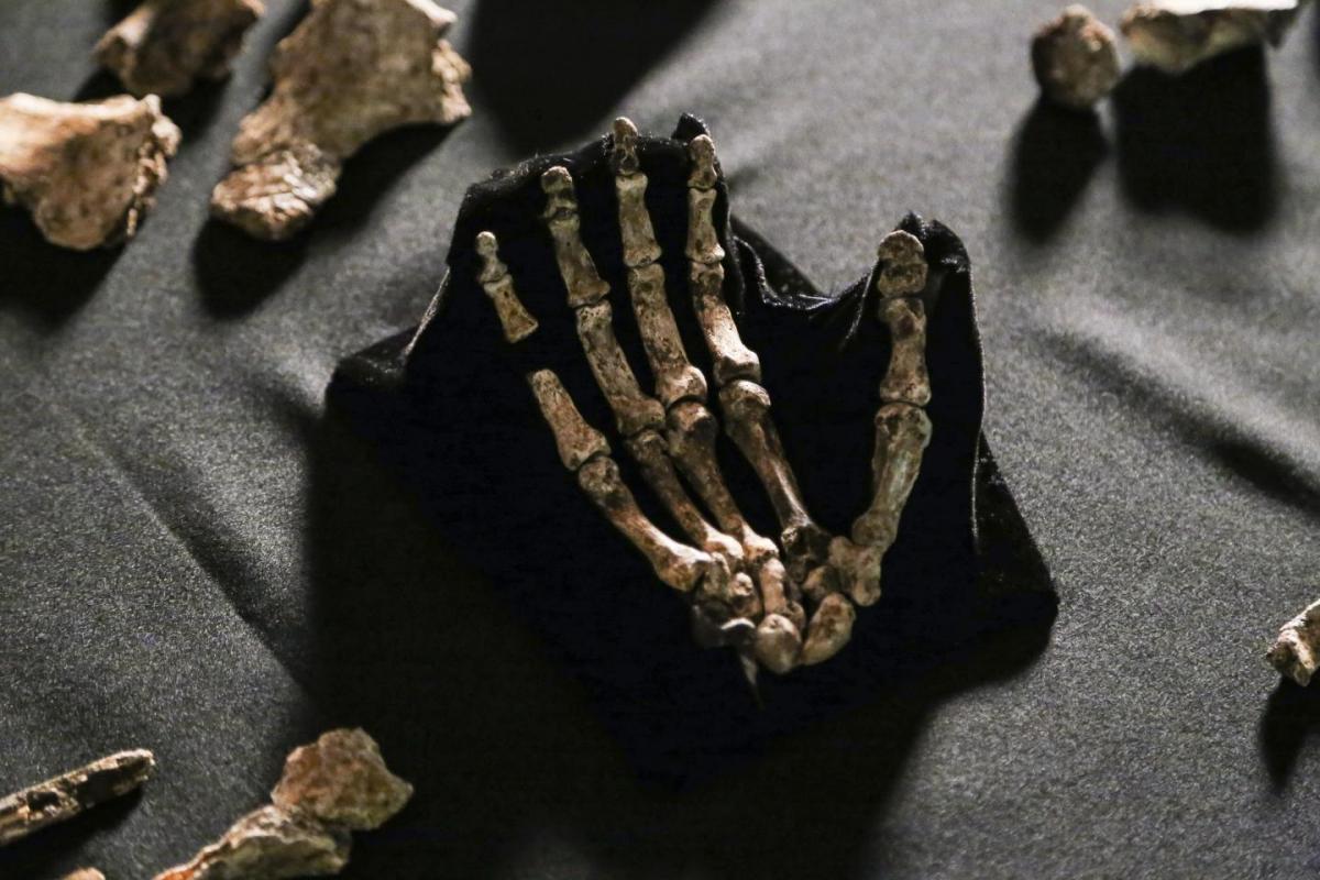 南非纳勒迪洞窟中的人属新物种“纳勒迪人”引争议