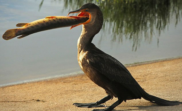 ������������ݹ���Ұ�����ﱣ������˲�׽��һ��46���׳���ȸ����һ������