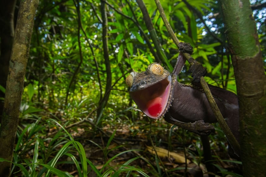 英国布里斯托尔大学生物系学生在马达加斯加拍到的可爱“伪装大师”蜥蜴