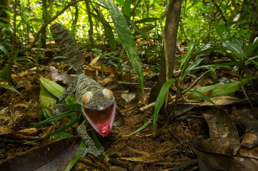 英国布里斯托尔大学生物系学生在马达加斯加拍到的可爱“伪装大师”蜥蜴