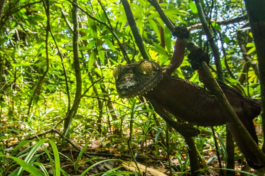 英国布里斯托尔大学生物系学生在马达加斯加拍到的可爱“伪装大师”蜥蜴