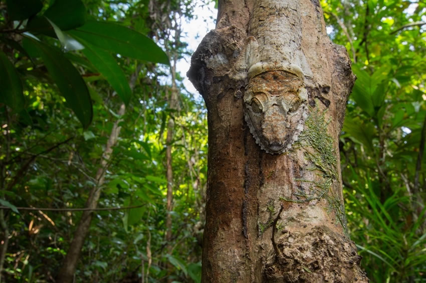 英国布里斯托尔大学生物系学生在马达加斯加拍到的可爱“伪装大师”蜥蜴