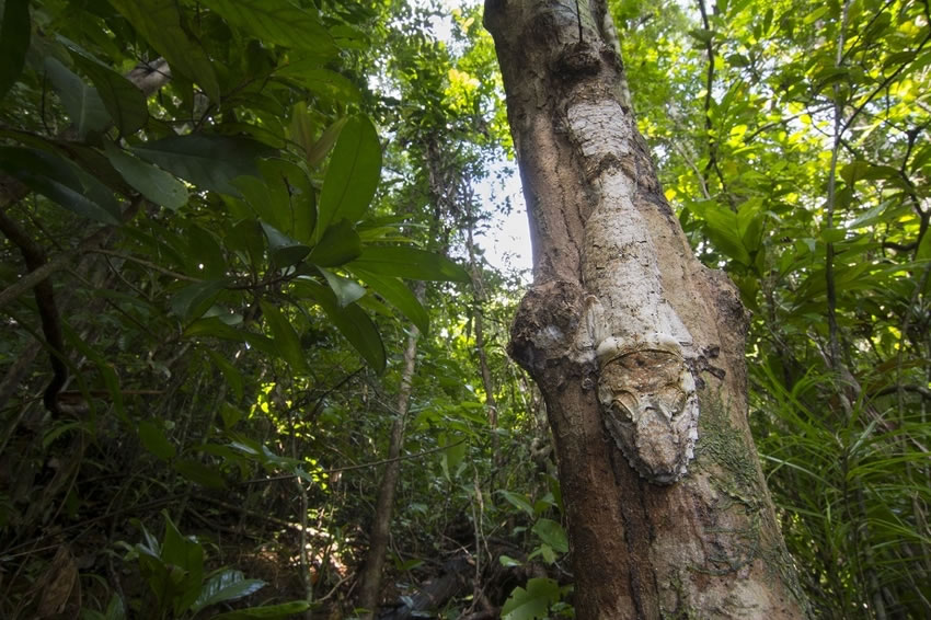 英国布里斯托尔大学生物系学生在马达加斯加拍到的可爱“伪装大师”蜥蜴