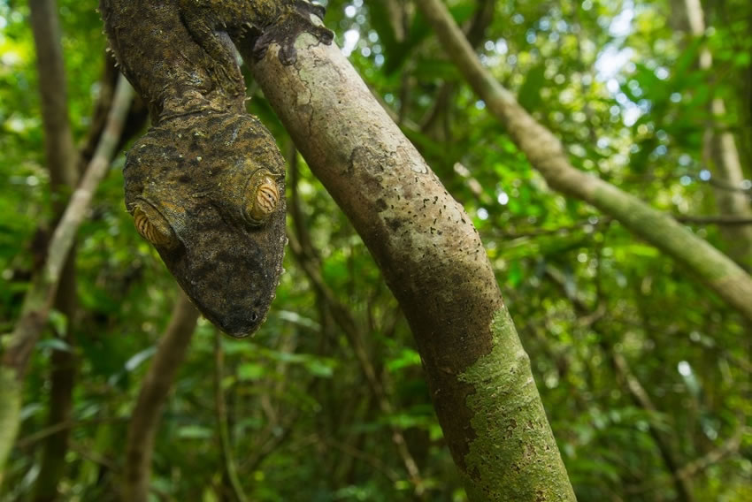 英国布里斯托尔大学生物系学生在马达加斯加拍到的可爱“伪装大师”蜥蜴