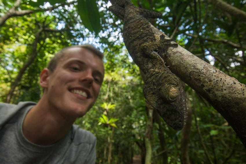 英国布里斯托尔大学生物系学生在马达加斯加拍到的可爱“伪装大师”蜥蜴