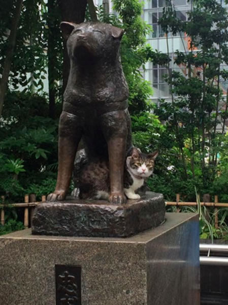 ��ֻè�Ѿ����ǵ�һ�γ����ڡ��˹��������ߡ�