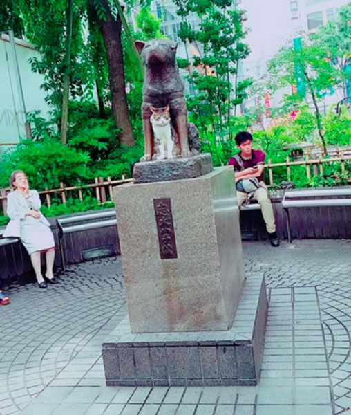 ����è���Ƿ�ֻ���������ϲ������Ƹߵ㣬�⻭�涼���˿��˾��ú���ů��