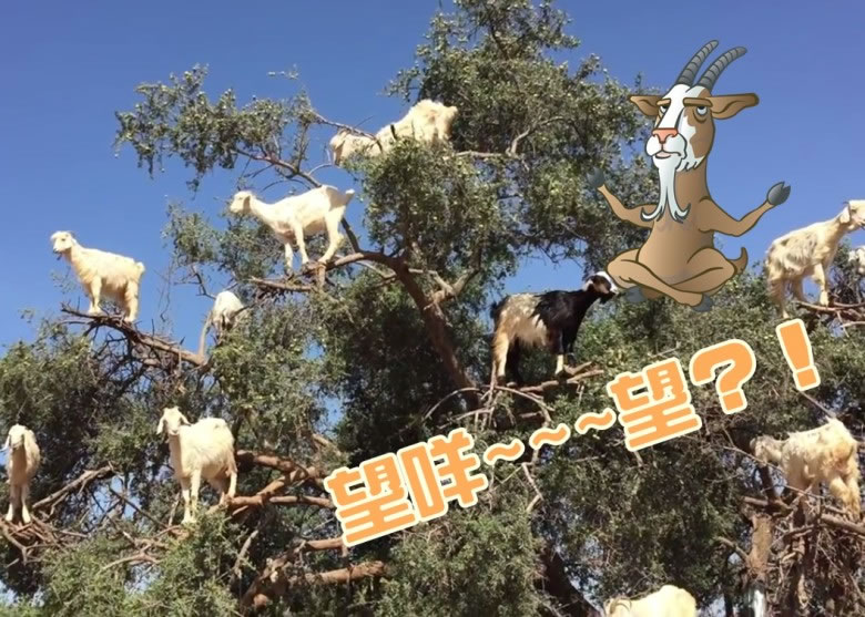 Ħ���һȺɽ�򣬾�Ȼ��Ⱥվ�����ϳ���Ҷ��