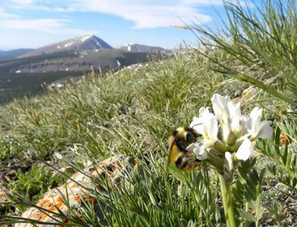 大黄蜂 Bombus balteatus 在宾夕法尼亚山的高山冻原上采集棘豆属植物Oxytropis sericea的花蜜。