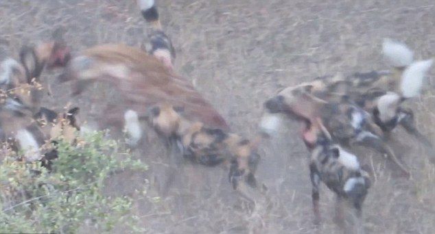 ���޿�³����ҹ�԰��ֻ�๷��ͼ����һȺҰ��ʳ�� �⵽Ұ����Χ˺ҧ��ܶ���