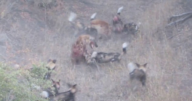 ���޿�³����ҹ�԰��ֻ�๷��ͼ����һȺҰ��ʳ�� �⵽Ұ����Χ˺ҧ��ܶ���