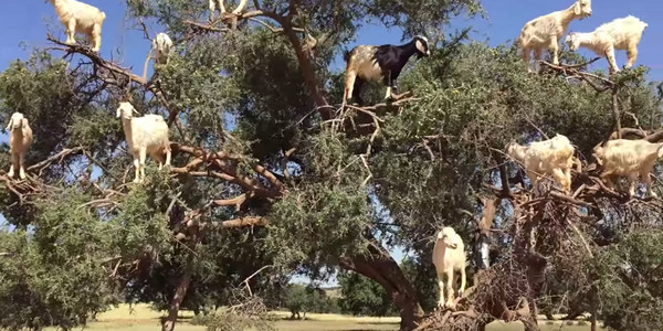 Ħ���������ɽ��վ�����ð�����