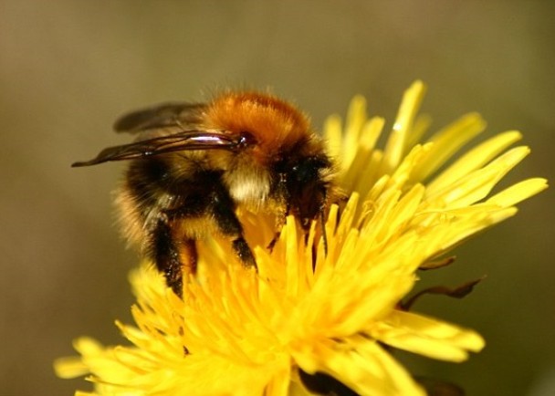 Ϊ��Ӧȫ��ů�������ĸı䣬�г����۷�����ɶ��ࡣ