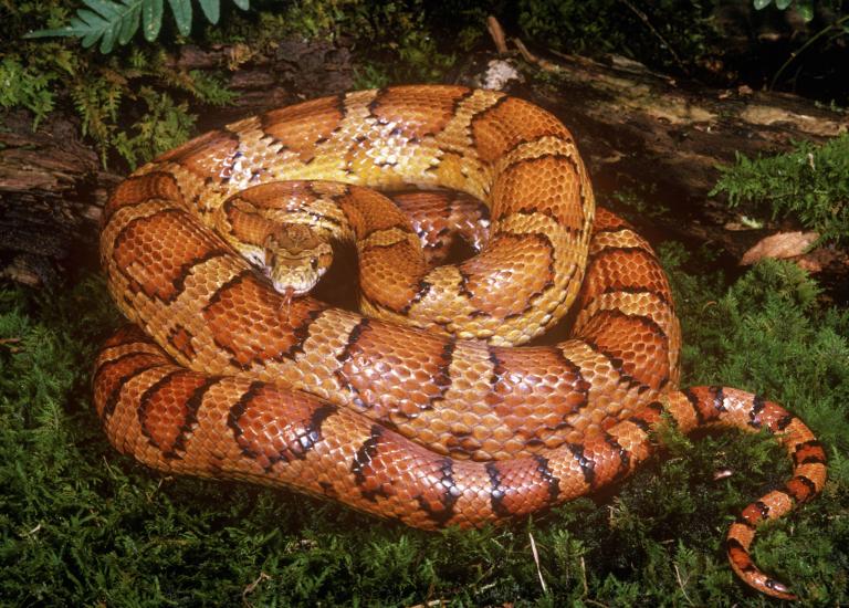 һ����˵���ߵĸ��������з����Ļ��ơ����׽����Ǹ����⣬����������עĿ�����̸��ƣ���������������һ�����ס� Photograph by Breck P. Ken