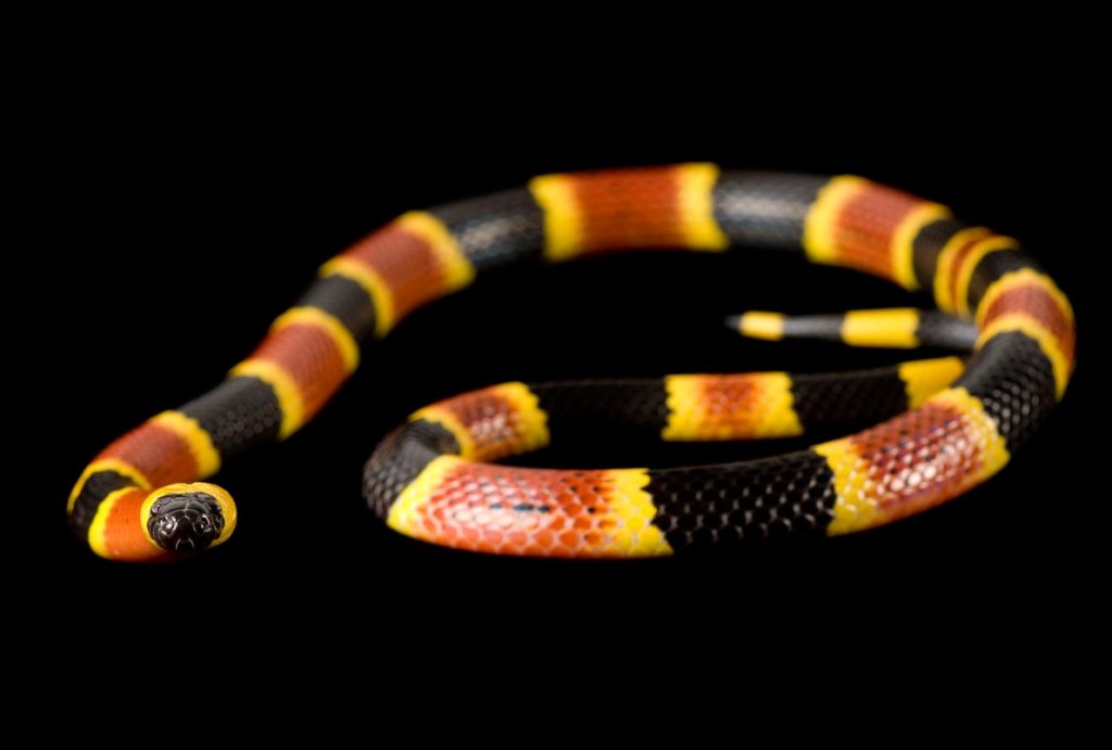 �ж��Ľ��ɺ���������ͷ׵�ɫ��������������ɱ���Ĳ�ʳ�߷�����ʾ�Ĺ��ܡ� Photograph by Joel Sartore, National Geograp