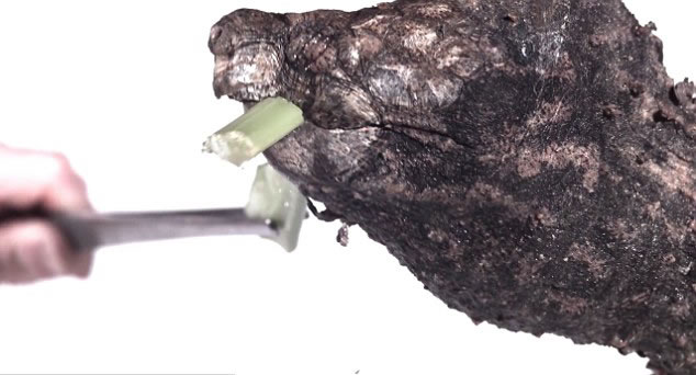 Ӣ��BBC��Earth Unplugged��Ƶ��������Ƶչʾ���ද����Բ�����