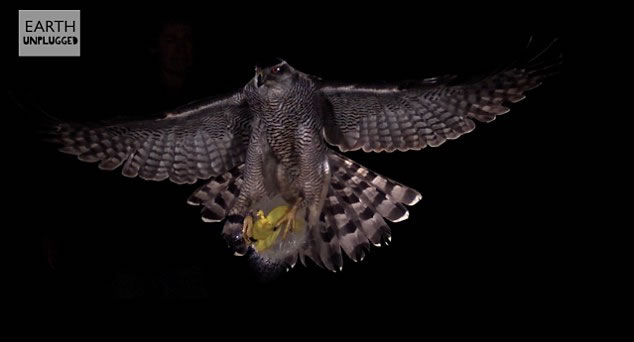 Ӣ��BBC��Earth Unplugged��Ƶ��������Ƶչʾ���ද����Բ�����