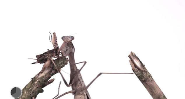 Ӣ��BBC��Earth Unplugged��Ƶ��������Ƶչʾ���ද����Բ�����