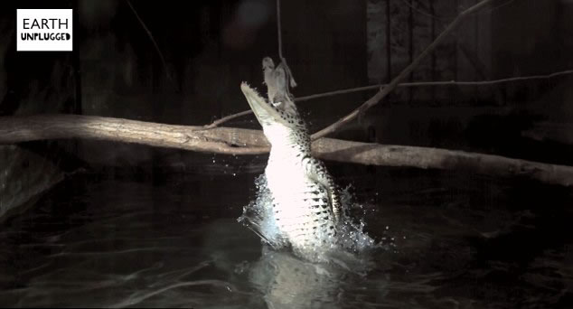 Ӣ��BBC��Earth Unplugged��Ƶ��������Ƶչʾ���ද����Բ�����