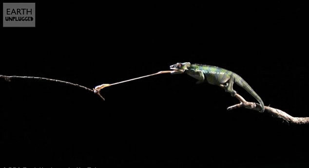 Ӣ��BBC��Earth Unplugged��Ƶ��������Ƶչʾ���ද����Բ�����