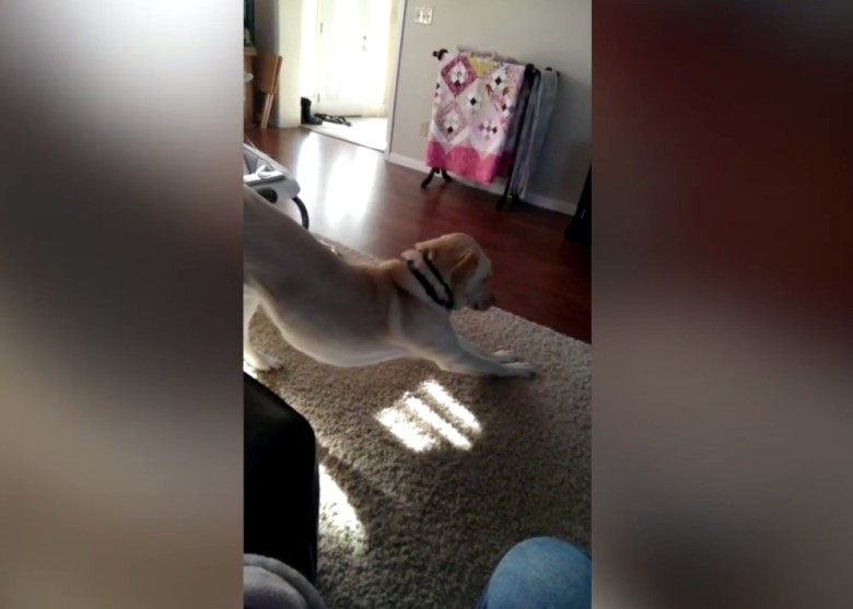 �ɹ�Ϊ�������ϱ��Ӻ󣬹�����ʩʩȻ��������