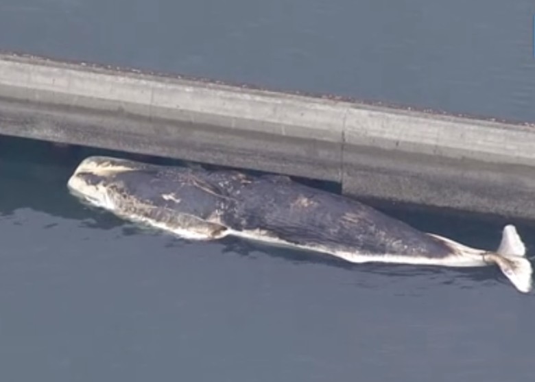 鲸尸目前拴在码头