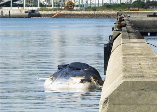 鲸鱼尸体足足有16.3米长