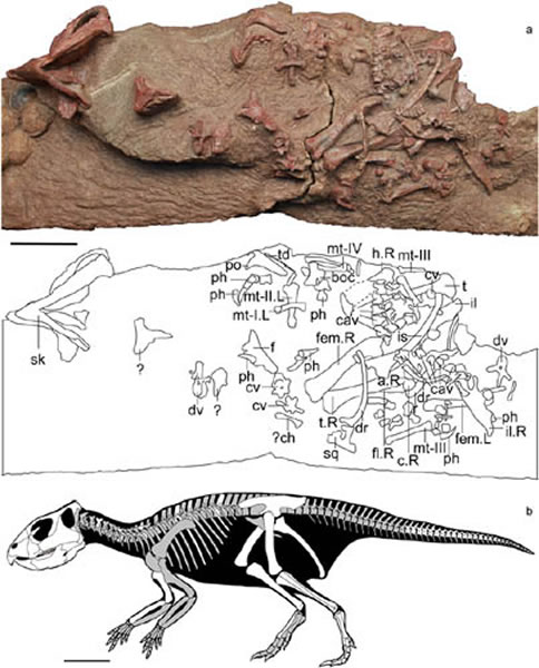 ��Ƕ�����걾��Ƭ������ͼ����ԭ�Ǽ�ͼ��������=10cm����֣�Ľܹ�ͼ��