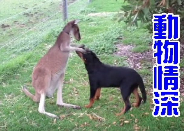 �������������ͷ