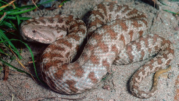 在西非蛇咬伤也是一种致命疾病