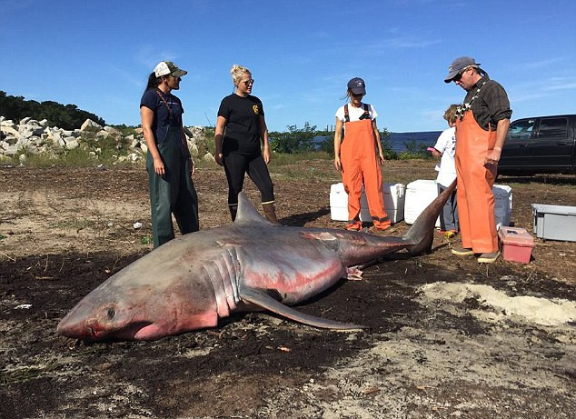 һ���������豻���������Ƶ½Ǻ�̲