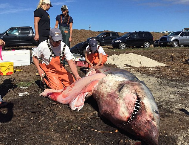 һ���������豻���������Ƶ½Ǻ�̲