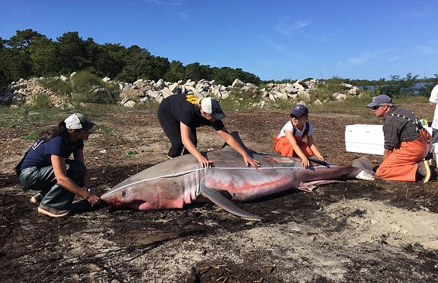 һ���������豻���������Ƶ½Ǻ�̲