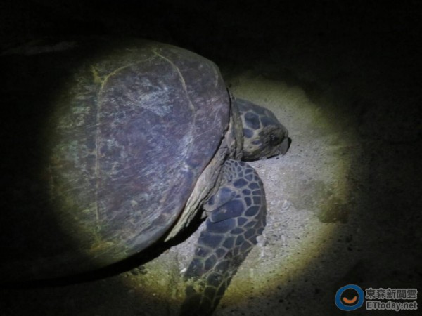 玳瑁海龟首次到澎湖产卵,是保育的重大发现。(图/澎湖县政府提供)