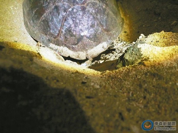 玳瑁海龟首次到澎湖产卵,是保育的重大发现。(图/澎湖县政府提供)