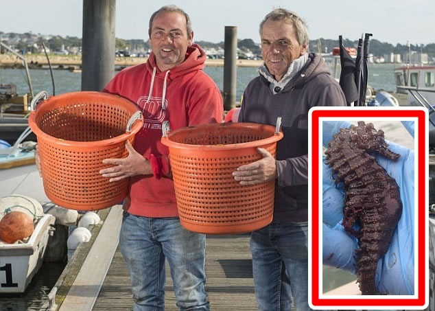 �������󣩼����帥���ң�������ͺ�����Сͼ����