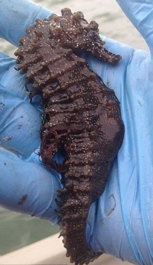 ���ͺ������Ż�ˮ�з���