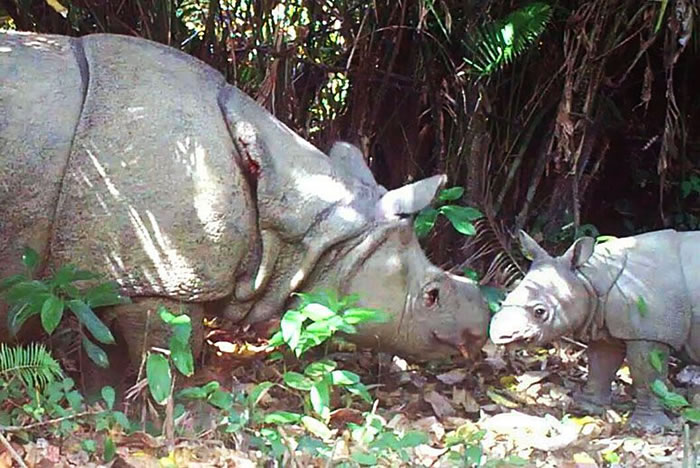 ӡ�����ֿ�¡���ҹ�԰��Ujung Kulon National Park�����������岶׽�����ر�Σ��צ��Ϭţ�����޵�ӰƬ��