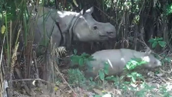 ӡ�����ֿ�¡���ҹ�԰��Ujung Kulon National Park�����������岶׽�����ر�Σ��צ��Ϭţ�����޵�ӰƬ��