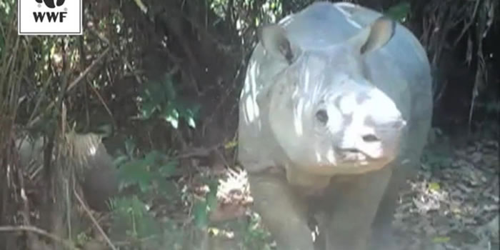 ӡ�����ֿ�¡���ҹ�԰��Ujung Kulon National Park�����������岶׽�����ر�Σ��צ��Ϭţ�����޵�ӰƬ��