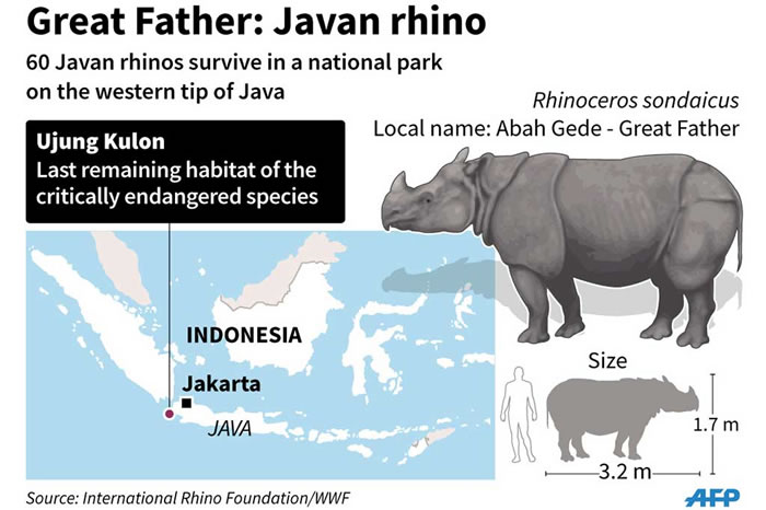 ӡ�����ֿ�¡���ҹ�԰��Ujung Kulon National Park�����������岶׽�����ر�Σ��צ��Ϭţ�����޵�ӰƬ��