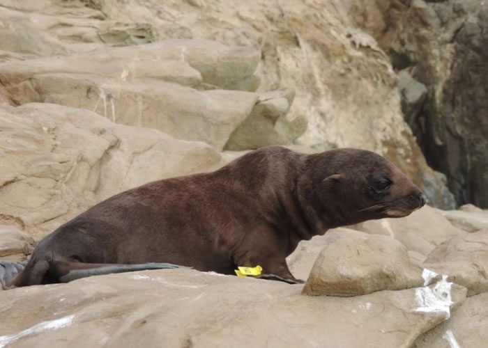 加州今年有大批海狗死亡或搁浅