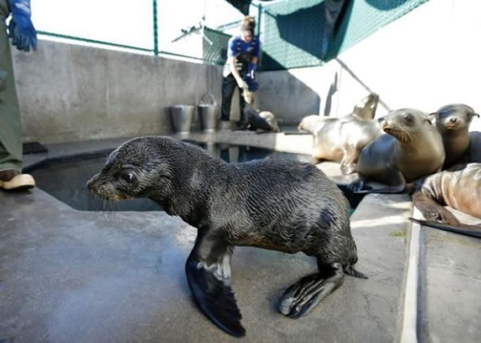 当局指若海洋温度继续上升,会令海洋生物减少,导致海狗缺乏食物而死。