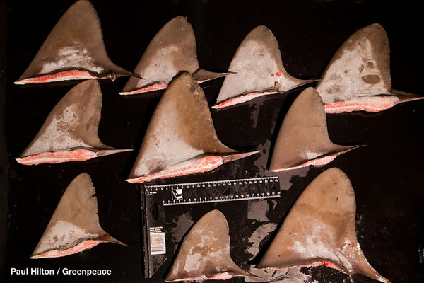 「顺德庆888号」船上查获大量的鱼鳍,台外专家鉴定当中疑似有保育类「黑鲨」,以及列入CITES附录Ⅱ名单中濒危的「红肉丫髻鲛」、「鼠鲨」。