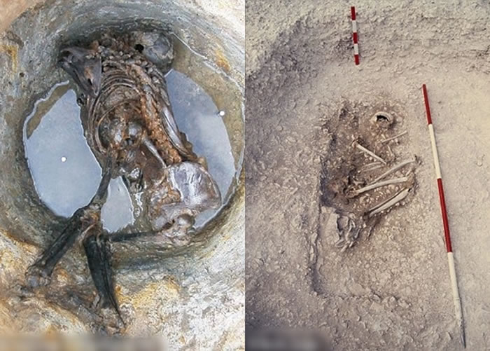 学者估计,古人遗骸埋在地下,是要向他人证明有关土地已有主人。