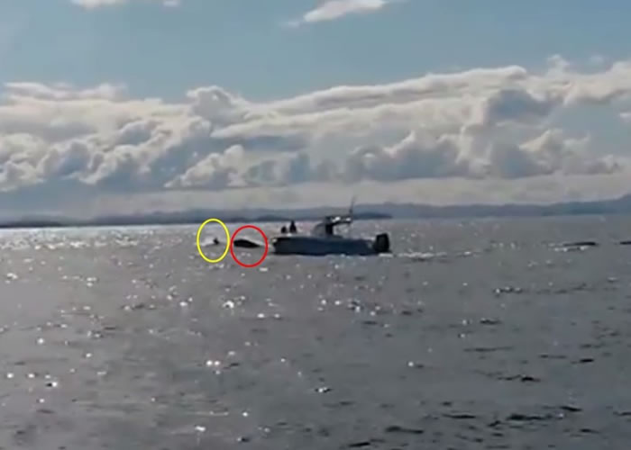 片段可见一条杀人鲸(红圈)跃出海面,欲捕猎一条海豚(黄圈)。